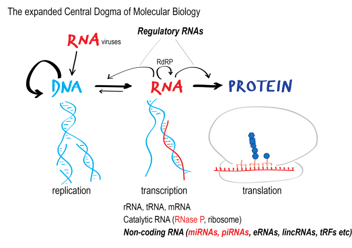 Central dogma and genetic medicine biointeractive answer key