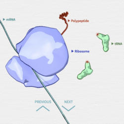 Central dogma and genetic medicine biointeractive answer key