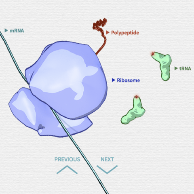 Central dogma and genetic medicine biointeractive answer key