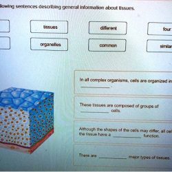 Complete the following sentences describing general information about tissues