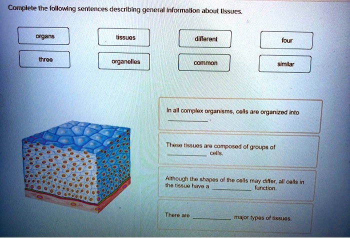 Complete the following sentences describing general information about tissues