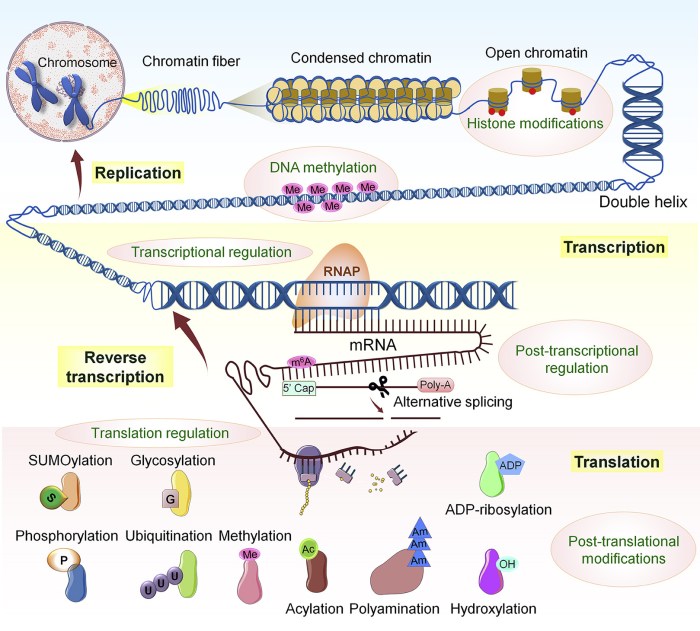 Central dogma and genetic medicine biointeractive answer key